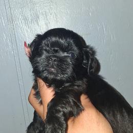 Girl 2 - Black and white female Shih Tzu puppy in Birmingham, Alabama from K&D kennels