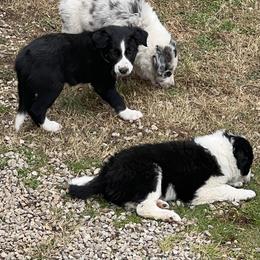 Border Collie Puppies from Roaring River Border Collies