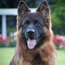 STEVE - German Shepherd