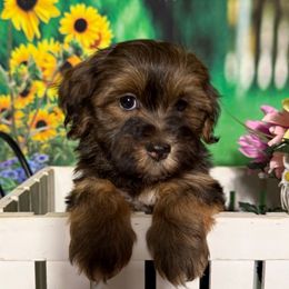 Burns - Red sable male Havanese puppy in Clermont, Florida from Country Sweet Havanese and Creative Coaching