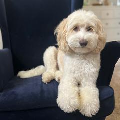 Benji - Australian Cobberdog