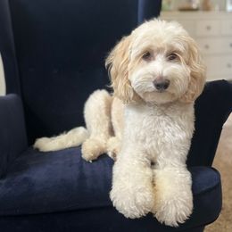 Benji - Australian Cobberdog