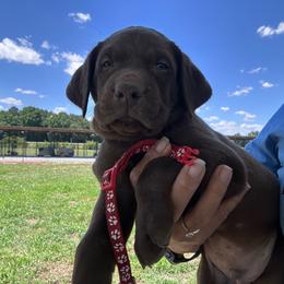 Red - Chocolate male Labrador Retriever puppy in Newton Grove, North Carolina from Wayalife Labradors & Gsp’s