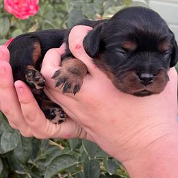 Thor - Black and tan male Cavalier King Charles Spaniel puppy in Caldwell, Idaho from Treasure Valley Poodles