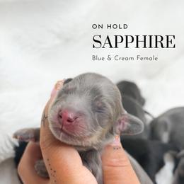 Sapphire - Blue and cream female Dachshund puppy in Redding, California from Jean & Mae Doxies