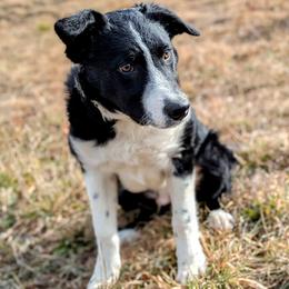 Troy - Black and white male Border Collie puppy in Strafford, Vermont from Thundering Paws Farm Working Collies