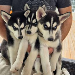 Siberian Husky Puppies from Nikolay Veltchev