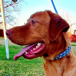 Dilute Retrievers from Longoria's Labrador Retrievers