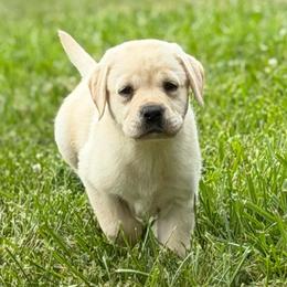 Sahara - Yellow female Labrador Retriever puppy in Sweet Home, Oregon from Snowpeak English Labradors