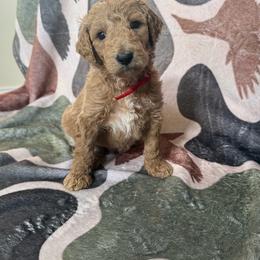 Dune - Apricot male Goldendoodle puppy in Inez, Texas from Heavenly H Doodles