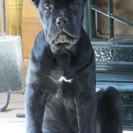 Cane Corso from Barry Gorelick's Cane Corsos