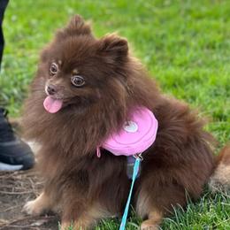 Lava - Pomeranian