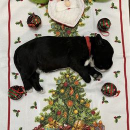 Boy 3 - Black and white Portuguese Water Dog puppy in Illinois from Pastor dePeixes
