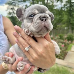 Girl 1 - female French Bulldog puppy in Fortson, Georgia from Diplomat Frenchies