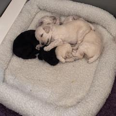 Poodle Puppies from Serenity Standard Poodles