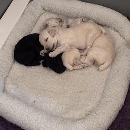Poodle Puppies from Serenity Standard Poodles