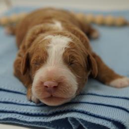 Simba - Cream male Goldendoodle puppy in Lancaster, Pennsylvania from Henriquez Puppies