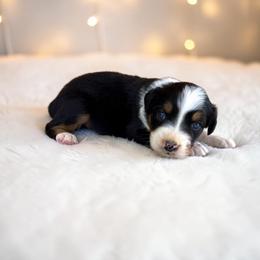 Arden - Black tri-color male Australian Shepherd puppy in Statesville, North Carolina from Charming Australian Shepherds