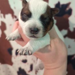 Rooster - Red speckled male Australian Cattle Dog puppy in Tulsa, Arkansas from Red Desert Australian Cattle Dogs