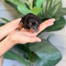 Pink - Phantom female Bernedoodle puppy in Charleston, South Carolina from Palm Belle Doodles