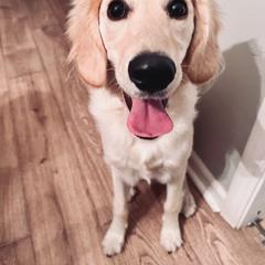 Double Doodle All Grown Up from Delta Double Doodles