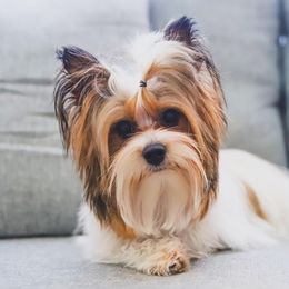 Bodie - Yorkshire Terrier