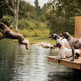 German Shorthaired Pointers from Locked On-Point German Shorthaired Pointers