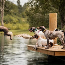 German Shorthaired Pointers from Locked On-Point German Shorthaired Pointers
