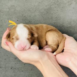 Honeycrisp 'Honey'- Yellow Collar Female - Red female Bernedoodle puppy in Katy, Texas from Bluebonnet Bernedoodles of Southeast Texas