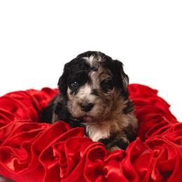 Beautiful - Merle female Sheepadoodle puppy in Los Angeles, California from Exquisite Doodles