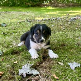R3 - Black and white male Border Collie puppy in Milton, Pennsylvania from C&C Border Collies