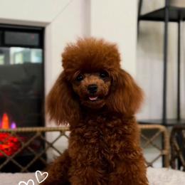 Cody - Poodle