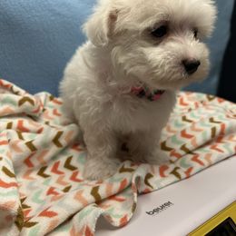 Girl 1 - White female Maltese puppy in Clover, South Carolina from Cudi’s Buddies