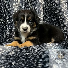 Miniature Australian Shepherd and Toy Australian Shepherd Puppies from Pistol Paws Aussies