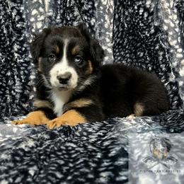 Miniature Australian Shepherd and Toy Australian Shepherd Puppies from Pistol Paws Aussies