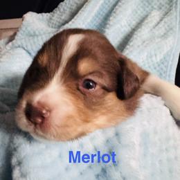 Merlot - Red tri-color male Australian Shepherd puppy in Wrightstown, New Jersey from Hartzland Farm Australian Shepherds