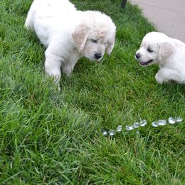 Golden Retriever Puppies from Starbrite Golden Retrievers