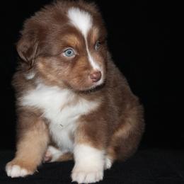 Cupid - Red tri-color male Australian Shepherd puppy in Colorado Springs, Colorado from Rocky Mountain Aussies