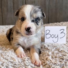 Boy 3 - Blue merle male Border Collie puppy in Shawnee, Oklahoma from Cross K Working Collies - Pure Bred Border Collies