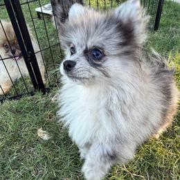 Boy 1 - Blue merle male Pomeranian puppy in Moody, Texas from Luxury Pets of Central Texas