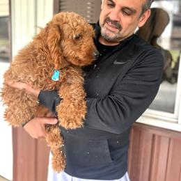 Tonya - Goldendoodle