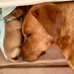 Dalmatian and Labrador Retriever Puppies from ECMO Farm Dalmatians & Labrador Retrievers