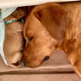 Dalmatian and Labrador Retriever Puppies from ECMO Farm Dalmatians & Labrador Retrievers