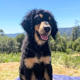 Phantom Boy - Phantom male Bernedoodle puppy in Mariposa, California from Ginger & Spice Farm Puppies