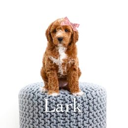 Lark - Red  female Goldendoodle puppy in Spanish Fork, Utah from Oodles of Floofy Doodles