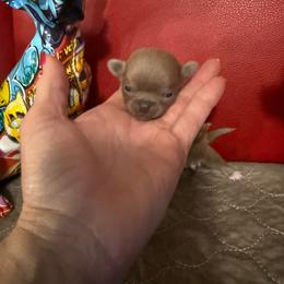 Mars - Silver and white female Chihuahua puppy in Dime Box, Texas from Color Me Crazy Chihuahuas
