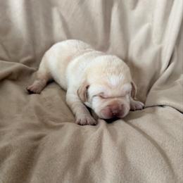 Red collar - Yellow male Labrador Retriever puppy in Tekonsha, Michigan from Asher Acres Labs