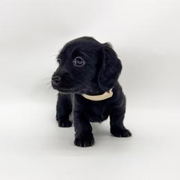 Poppy (solid black) - Black female Dachshund puppy in Waddell, Arizona from Neu Doxies