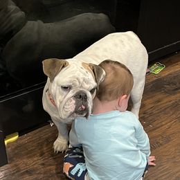 Bulldog All Grown Up from Rawlins Family Bulldogs