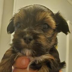 Shih Tzus and Shorkies from Wilson Kennel